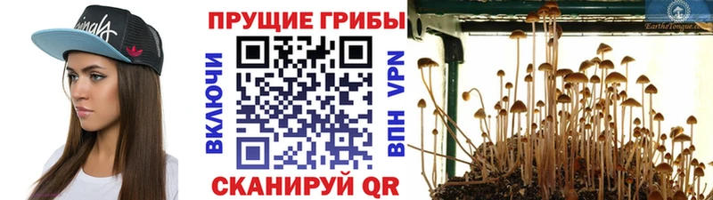 Псилоцибиновые грибы GOLDEN TEACHER  хочу наркоту  Удомля 